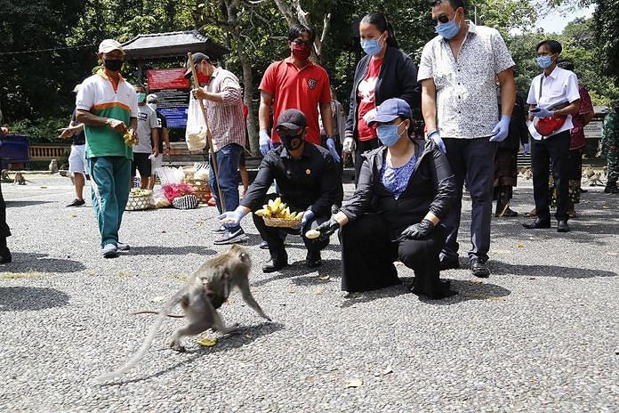 Beri Makan Monyet di Alas Kedaton, Bupati Eka Ajak Forkopimda Sumbang Ratusan Kilo Buah 1