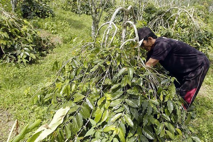 Pandemi Menggeser Minat Masyarakat Dari “Specialty” ke “Commercial Grade” Kopi 1