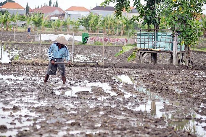 Petani Mencangkul Sawah