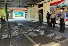 Polisi Ringkus Komplotan Penyelundup Puluhan Penyu ke Bali