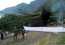 Beringin Puluhan Tahun Tumbang ke Danau Batur