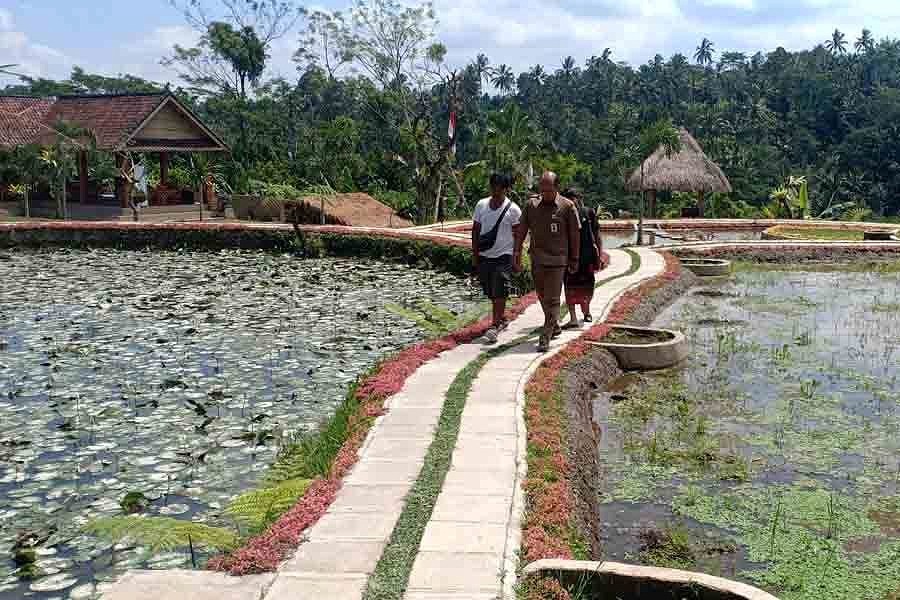 Penangkaran KunangKunang, Jadi Wisata Baru Desa Taro