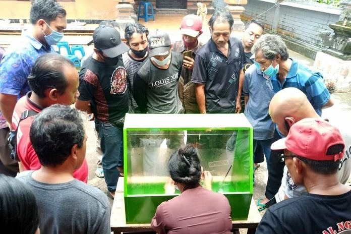 Dukung Visi Nangun Sat Kerthi Loka Bali, BPTPH Bali Tangani OPT Dengan Agens Hayati 1