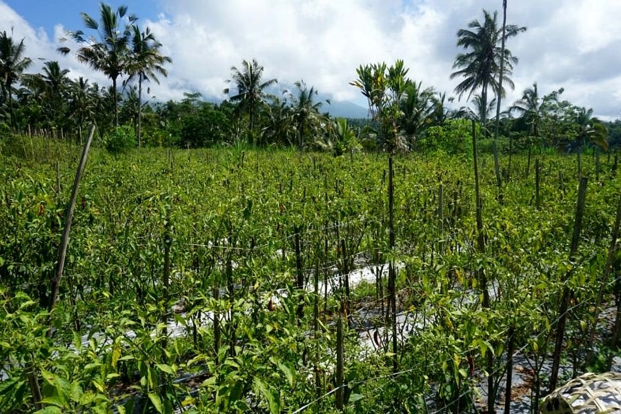 Panen Petani Justru Biarkan Cabai Membusuk Di Pohon Balipost Com