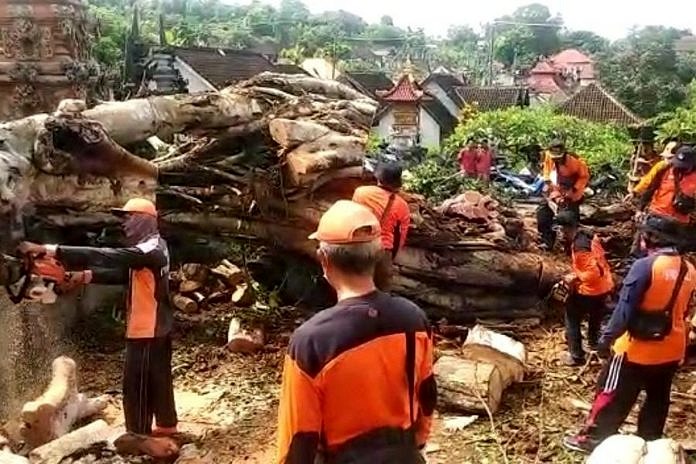 Evakuasi Pohon Tumbang Ini, Perlu 6 Jam Dan Puluhan Petugas Diterjunkan 1