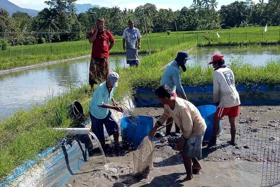 Konsumsi Ikan di Tabanan Masih Rendah