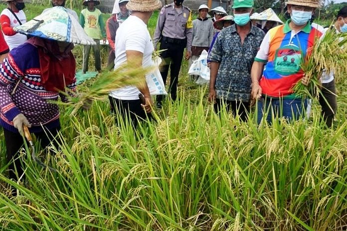 Klungkung Mulai Kembangkan Padi Jenis Ini 1