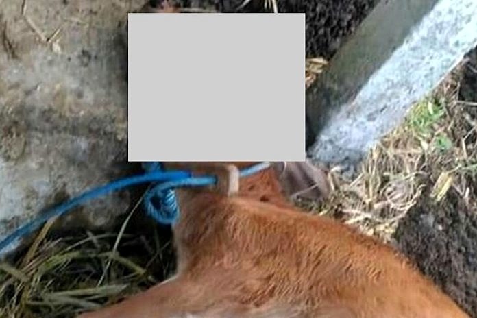 Warga Tihingan Resah, Sejumlah Ternak Mati Dengan Luka Terbuka 1