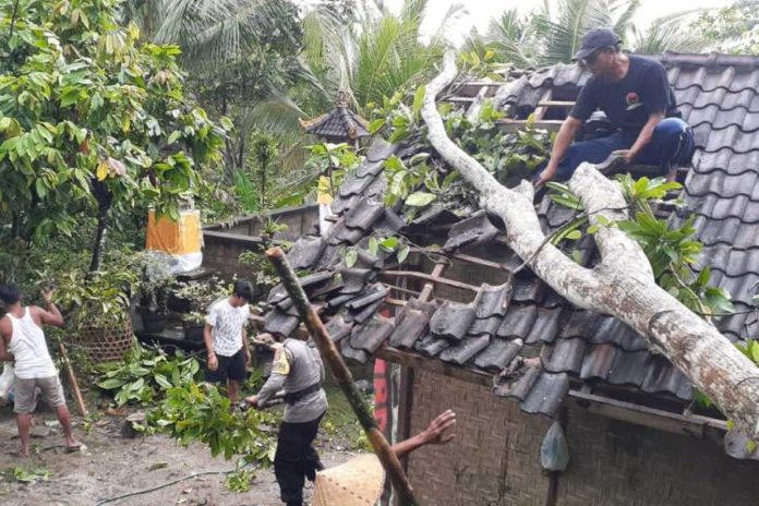 Pohon Mangga Timpa Atap Rumah Warga 1