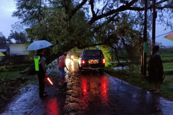 Pohon Tumbang, Jalur Seririt Pupuan Tersendat 1