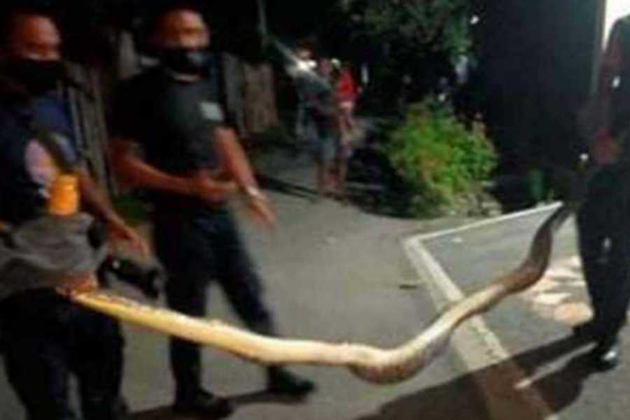 Warga Jalan Palapa Dikejutkan Ular Piton 3 Meter