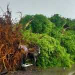 Pohon Beringin “Keramat” Tumbang Timpa Balai Banjar