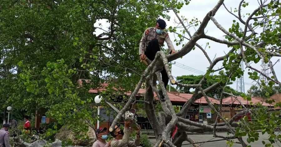 Pohon Tumbang di Gilimanuk Sempat Macetkan Arus Lalin
