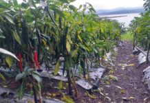 Diguyur Hujan, Cabai Petani Rontok