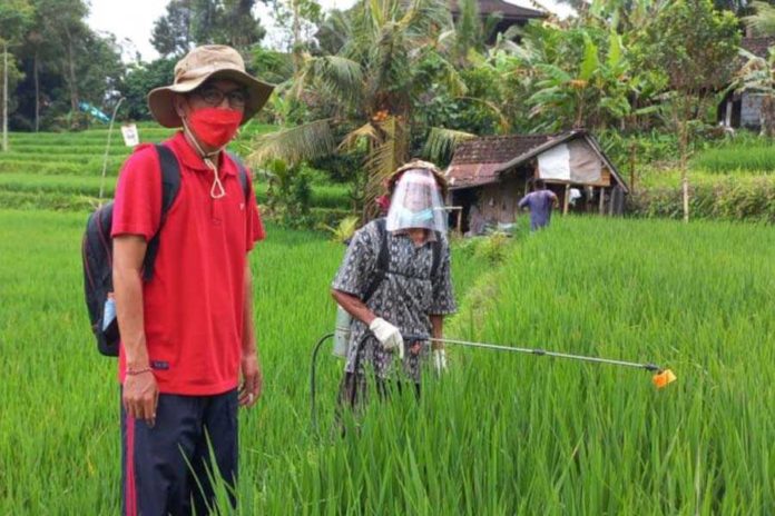 Ditinggal Pensiun, Distan Kekurangan Pengawas Lapangan 1