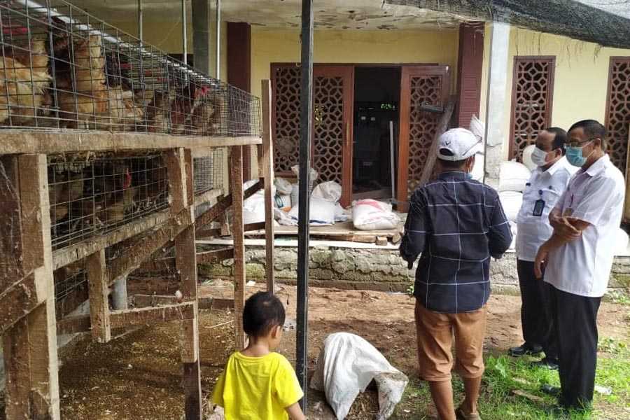 ternak ayam terdekat