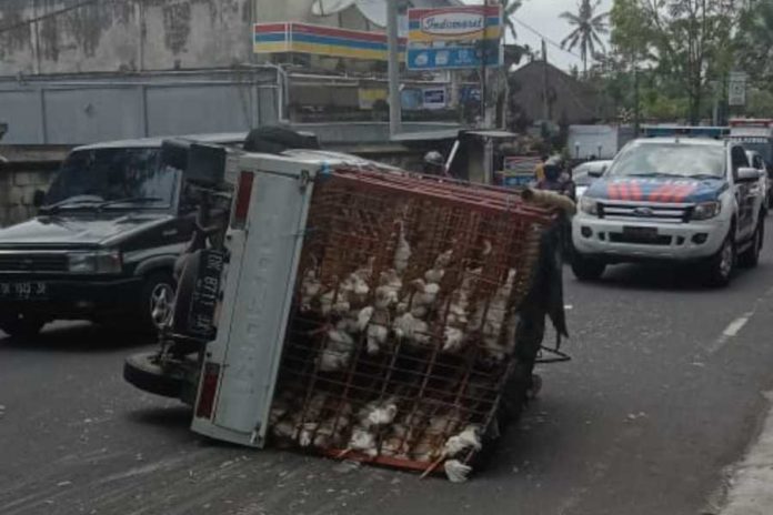 Hindari Penyebrang Jalan, Mobil Angkut Ayam Terguling 1