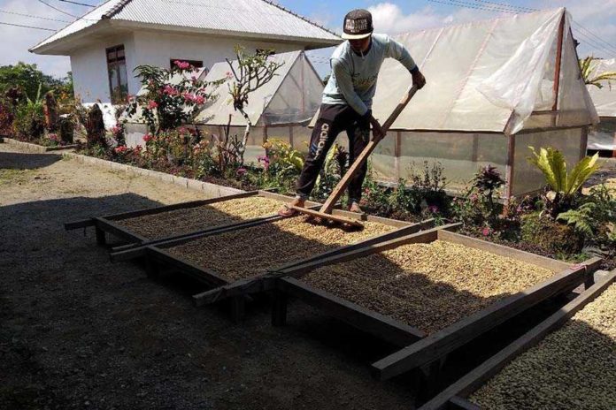 Petani sedang menjemur kopi