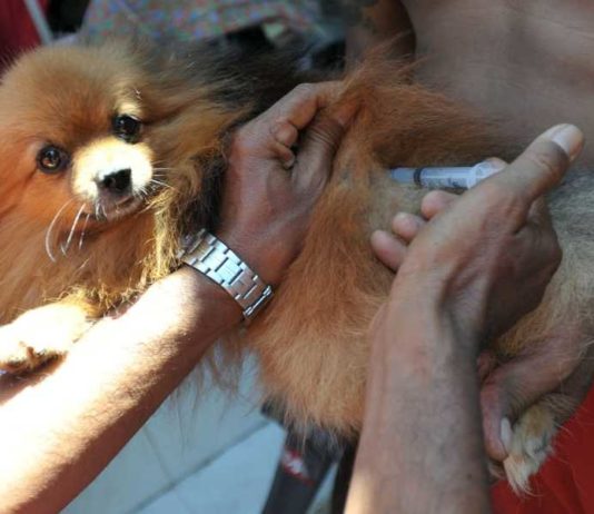 Wujudkan Bebas Rabies, Bali Bentuk Satgas Terpadu Percepat Vaksinasi