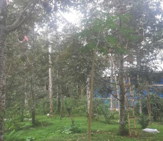 Tabanan Amankan Plasma Nutfah Lokal Durian dan Salak