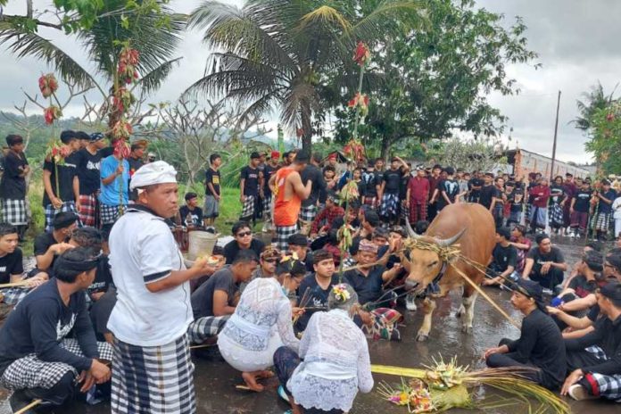 Desa Adat Besang Kawan Tohjiwa Gelar Tradisi