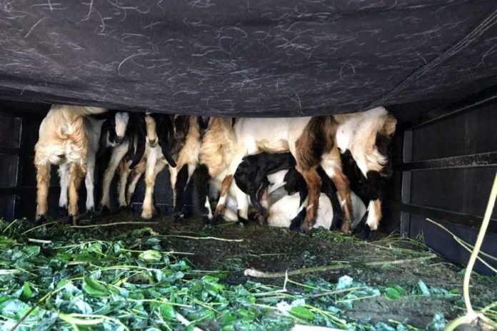Lagi, Penyelundupan Ternak Kambing Digagalkan Di Gilimanuk 1