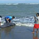Paus Kepala Melon Ditemukan Terdampar di Pantai Pengambengan