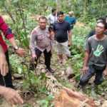 Tebang Kayu Jati, Arjana Tewas Kena Pental Pohon Kelapa