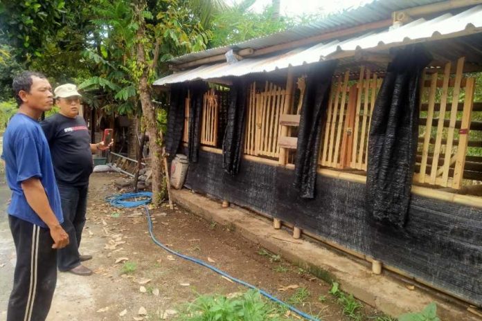 Diminati Konsumen, Dendeng Asap Babi Hitam Dipasarkan Hingga Luar Bali 1