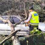 Tumbang, Pohon Ancak Timpa Mobil, Motor dan Bangunan