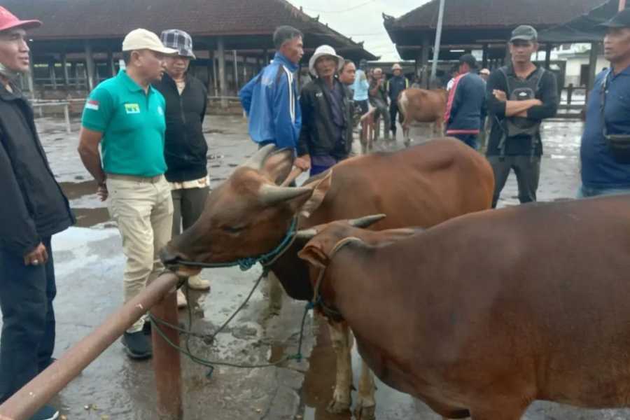 Sapi Kit Pasar Beringkit Tak Layani Transaksi Sapi Belum Vaksinasi | BALIPOST.com
