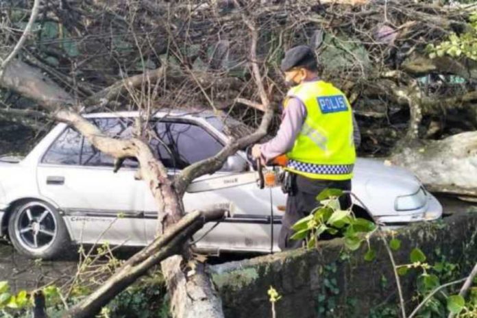 Pohon Timpa Sejumlah Kendaraan Dan Bangunan 1