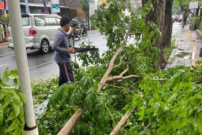 Diguyur Hujan, Dahan Pohon Perindang Patah 1