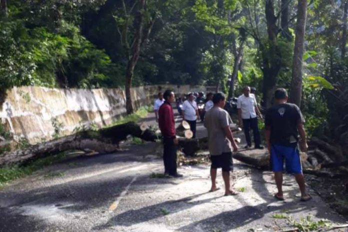 Pohon Tumbang Tutup Akses Jalan Raya Besakih 1