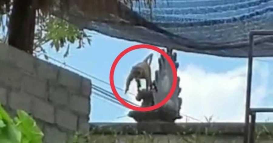 “Bojog Ngerusuh” dan Gigit Warga di Guwang