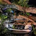 Pohon Tumbang Timpa Mobil, Satu Keluarga Selamat