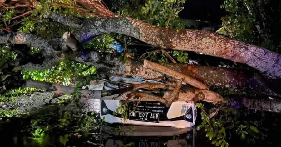 Pohon Tumbang Timpa Mobil, Satu Keluarga Selamat