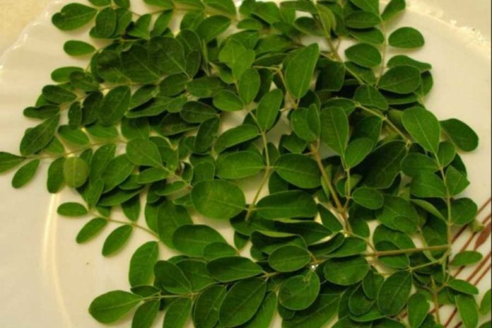 Daun Kelor
