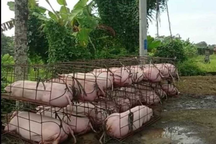 Kerjasama Ke Luar Bali, Puluhan Babi Dari Tabanan Dikirim Ke Jakarta 1