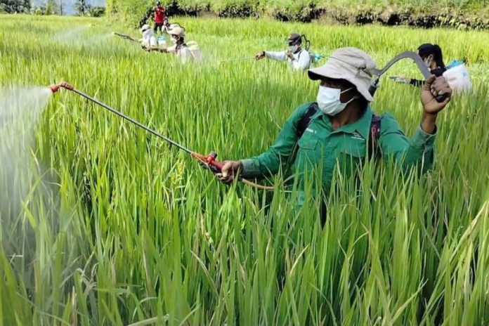 Diserang Hama Kresek, Puluhan Padi Terancam Gagal Panen 1