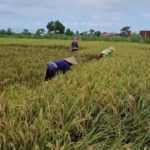 Diterjang Hujan dan Angin Kencang, Padi Siap Panen Roboh