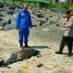 Ikan Lumba-lumba Ditemukan Terdampar dan Mati di Pantai Cupel