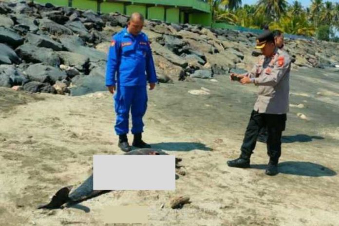 Bangkai Lumba Lumba Terdampar Di Pantai Cupel 1