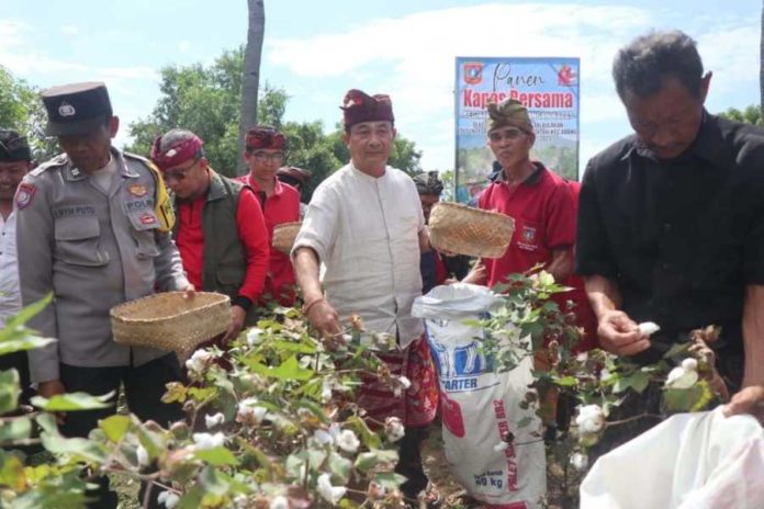 Bupati Gede Dana Panen Raya Kapas Di Tegallanglangan 1