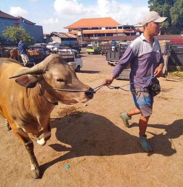 Baik untuk Mulai Memelihara Ternak, Berikut Ala Ayuning Dewasa 15 November 2025