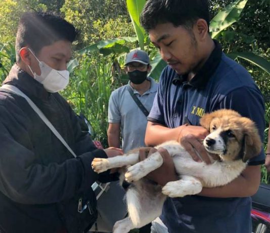 Selama 2025, Gigitan Anjing Rabies di Karangasem Capai Puluhan Kasus