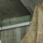 Diduga “Penghuni” Pohon yang Ditebang Marah