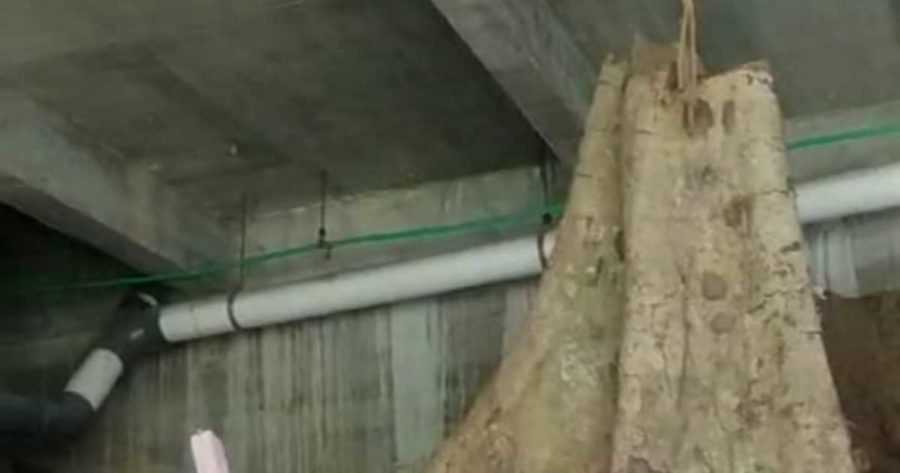 Diduga “Penghuni” Pohon yang Ditebang Marah