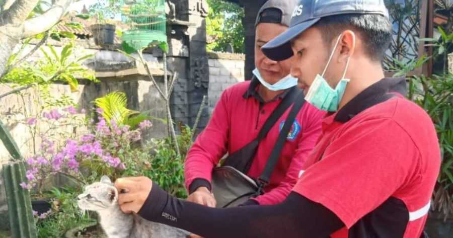 Kucing Rabies Gigit Dua Warga Klungkung