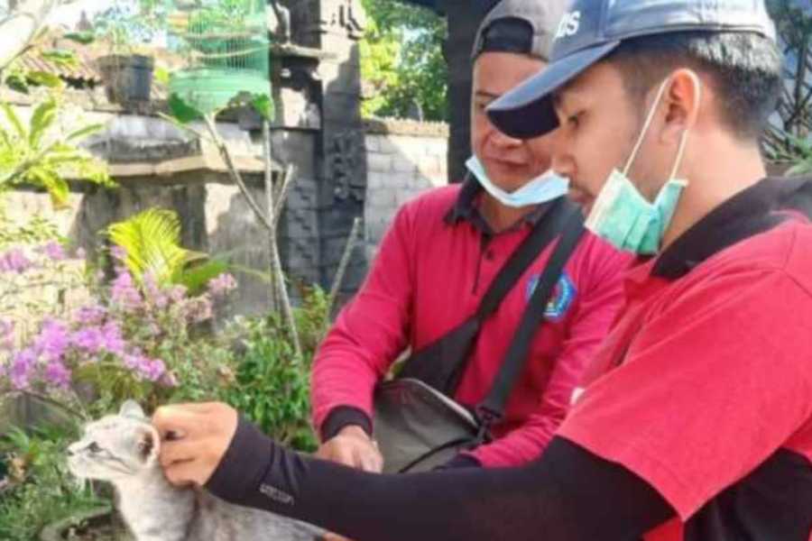 Kucing Rabies Gigit Dua Warga Klungkung